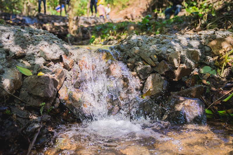 Thai Watsadu Joins to Revive Forests Toward a Sustainable Future
