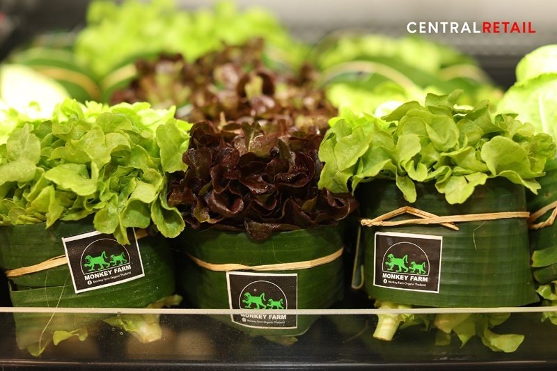 เซ็นทรัล รีเทล ชู “Green & Sustainable Retail” เป็นค้าปลีกแรกของไทย  ตอกย้ำองค์กรต้นแบบเพื่อความยั่งยืน