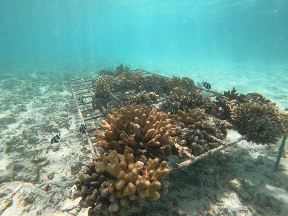 Central Group, Thailand's only private sector representative, collaborated with UNEP and its subsidiaries to achieve the UN's goal of a better world for future generations through the Central Group Love the Earth campaign